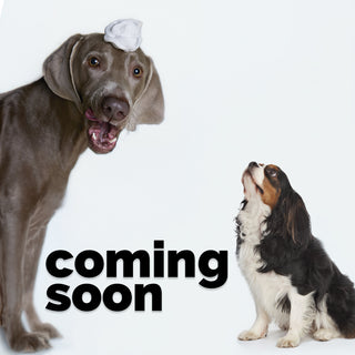 Deux chiens sur fond blanc : un Braque de Weimar avec de la mousse de shampoing sur la tête regarde un Cavalier King Charles assis. Texte 'Coming Soon'. Illustration annonçant le lancement prochain d'une marque de soins pour chiens.